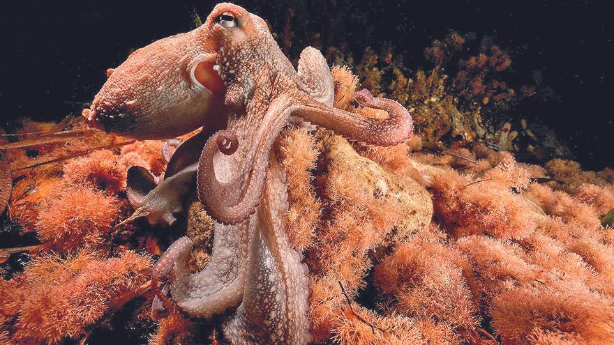 Documentan un pulpo con nueve brazos funcionales en Ibiza.
