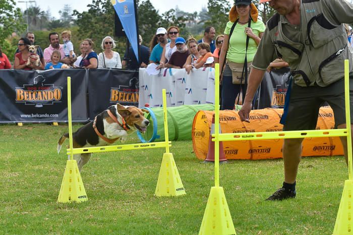 II Feria de mascotas, en Maspalomas