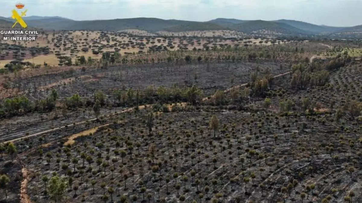 Cuatro detenidos por el incendio que calcinó 366 hectáreas de monte del término de Don Benito