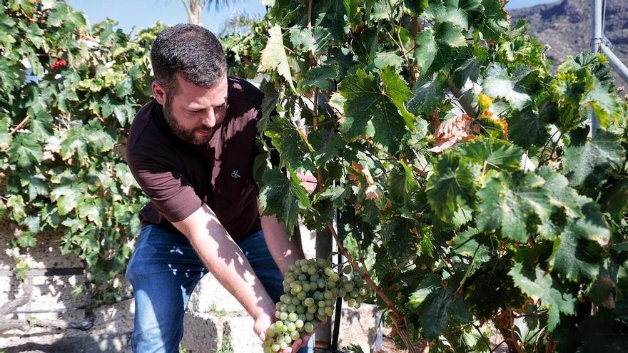 La viticultura canaria proyecta duplicar su cosecha ante la necesidad de modernizar el modelo productivo