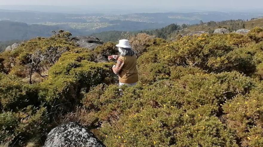 La bióloga Mónica Fernández-Aceytuno en Monte do Gato. |   // L. O,