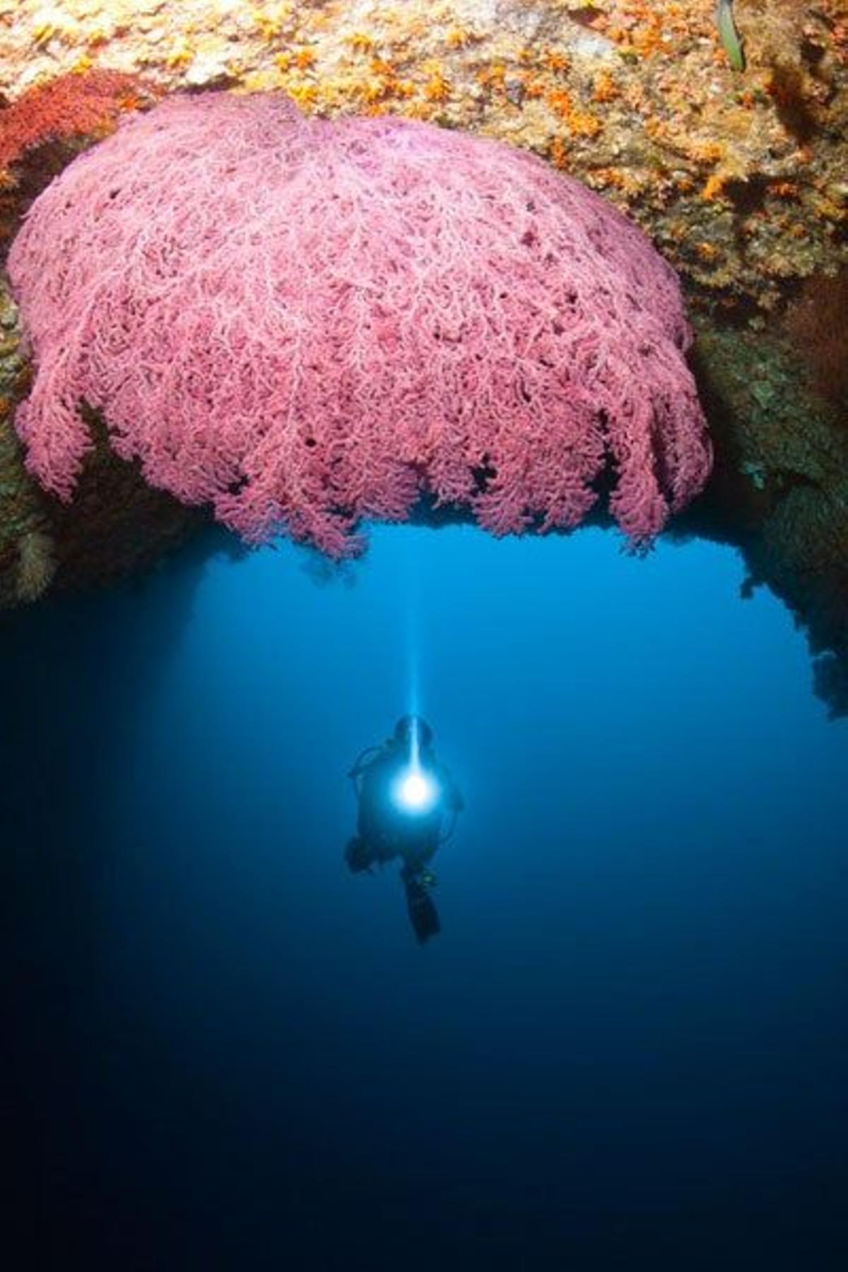 Entrada del túnel de Siaes, una gigantesca cueva submarina en Palaos.