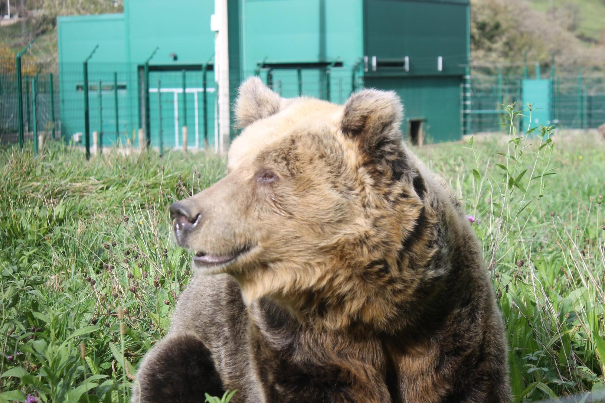 EN IMÁGENES: Así fue la vida de la osa "Paca" en el cercado de los Valles del Trubia
