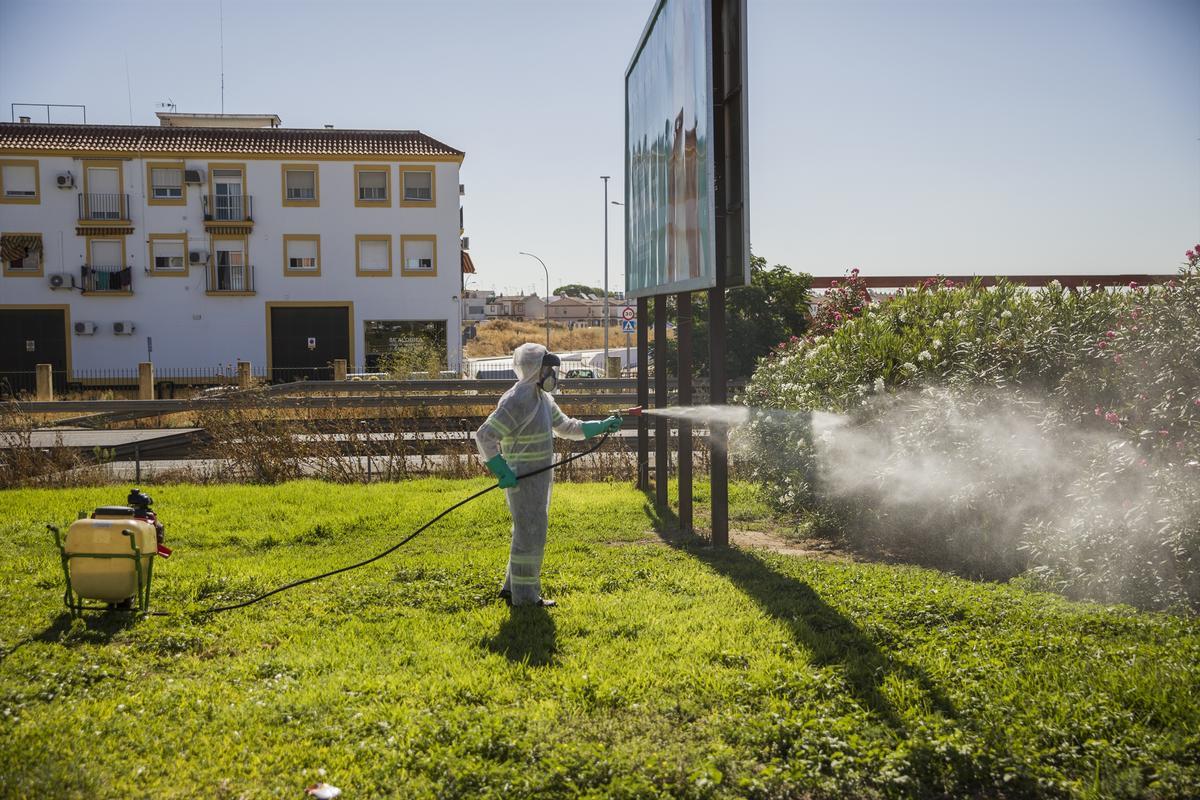 Un trabajador durante las labores de fumigación contra los mosquitos causantes del virus del Nilo en Coria del Río en 2020