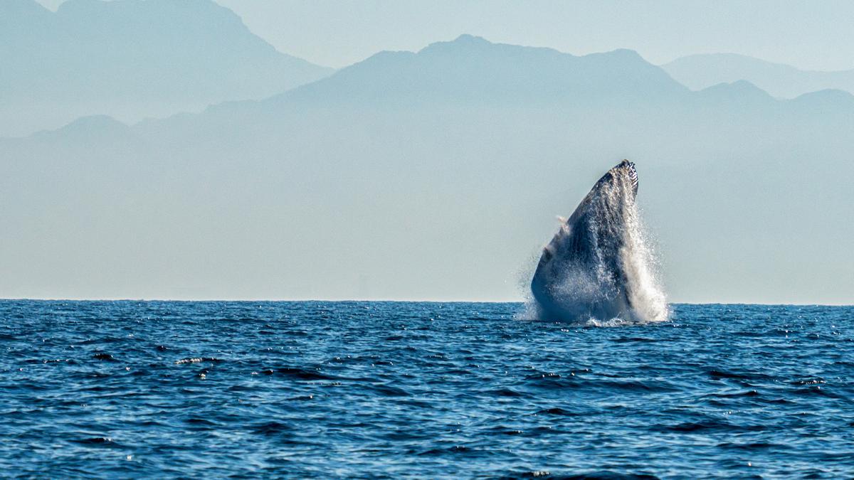 El hogar de las ballenas grises: bienvenidos a la Reserva de la Biosfera El Vizcaíno