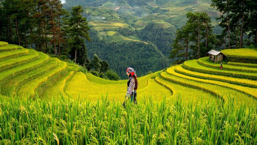 Descubren un aumento del arsénico en el arroz debido al cambio climático