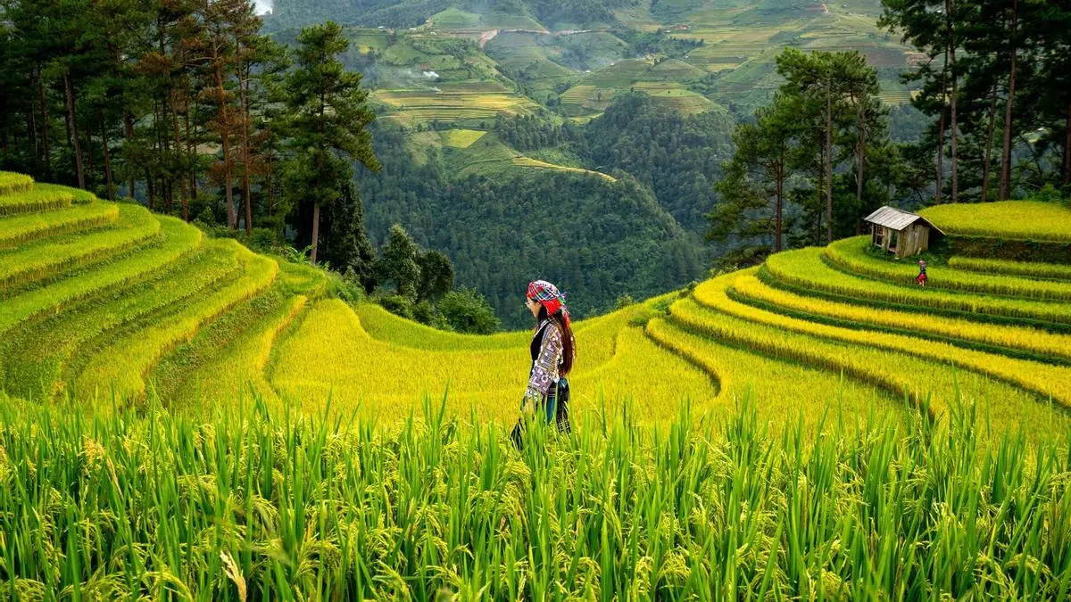 Descubren un aumento del arsénico en el arroz debido al cambio climático