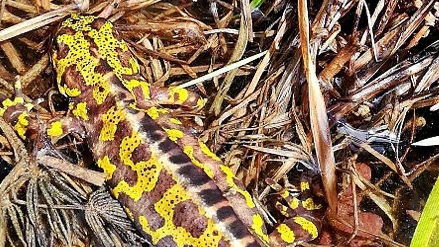 Durant el zel a l&#039;aigua el mascle mostra una cresta dorsal i caudal groguenca amb ratlles fosques.