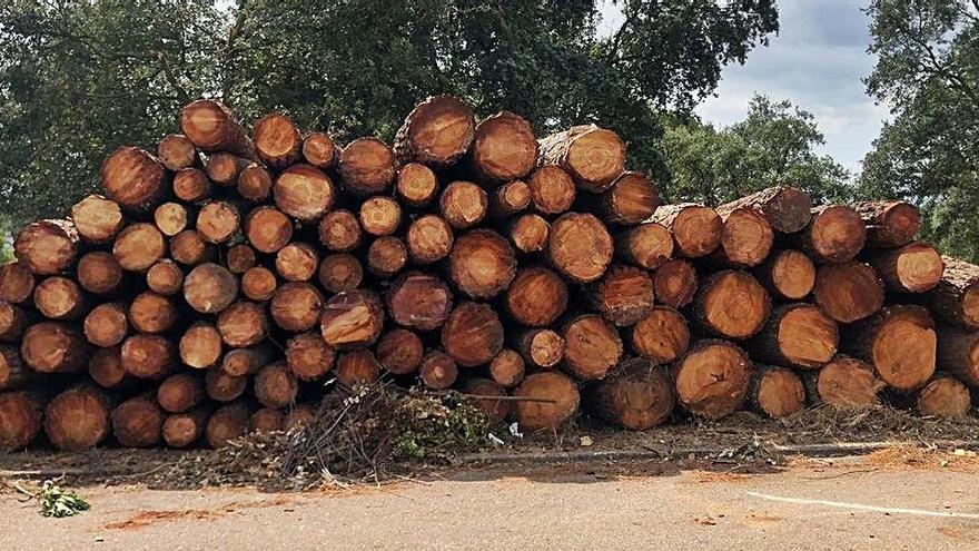 Els tècnics van talar una cinquantena d&#039;arbres.