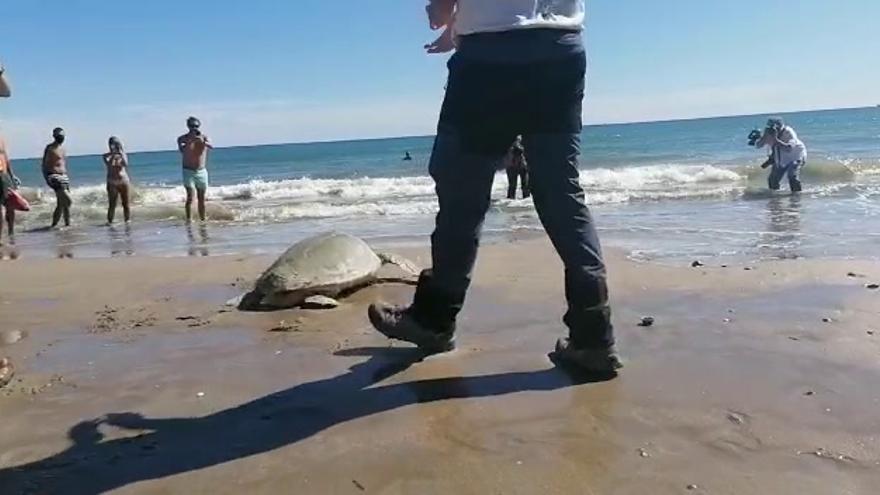 Suelta de una tortuga en la playa del Serradal 2