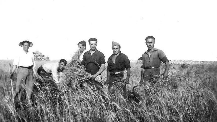 Jeroni y Antoni Bonet, primero y tercero por la izquierda, durante la siega.