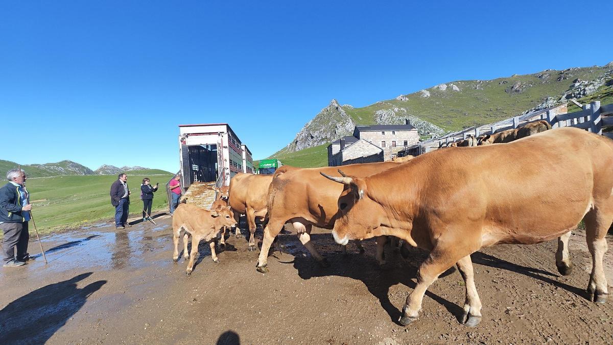 Reses de Mieres, llegando al Puerto Pinos, hace dos campañas.