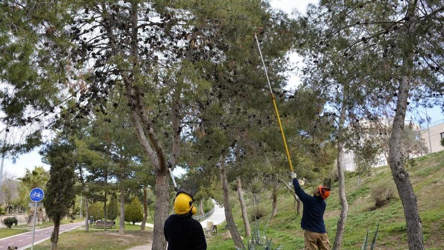 El Ayuntamiento de Elda combate la procesionaria en parque, jardines y colegios