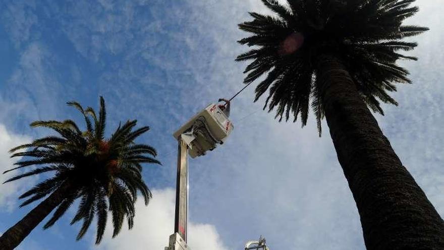 Trabajadores de Arbogal tratan palmeras en Vilagarcía. // Iñaki Abella