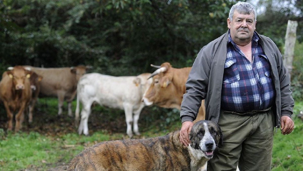 Jorge Peña, de una parroquia llamada Gresande y cercana a Lalín, tiene un mastín para proteger a sus vacas de los ataques del lobo.