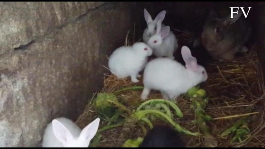 Así es el conejo sin orejas que causa sensación en Xinzo - Faro de Vigo