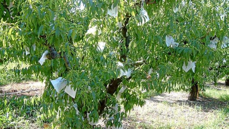 La producció de préssecs es reduirà amb les condicions meteorològiques atípiques d&#039;aquest any