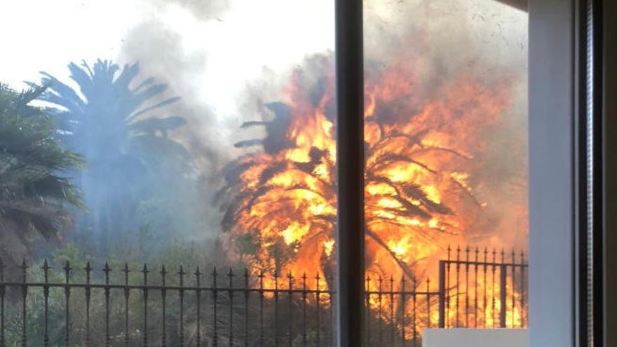 Una palmera se prende fuego en Santa Úrsula.