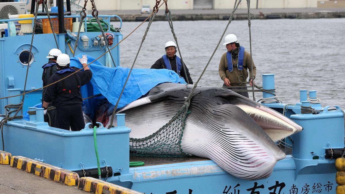 Japón reanudó en 2019 la caza de ballenas