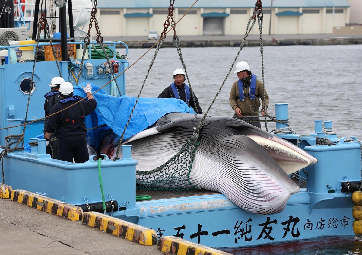 Japón reanudó en 2019 la caza de ballenas