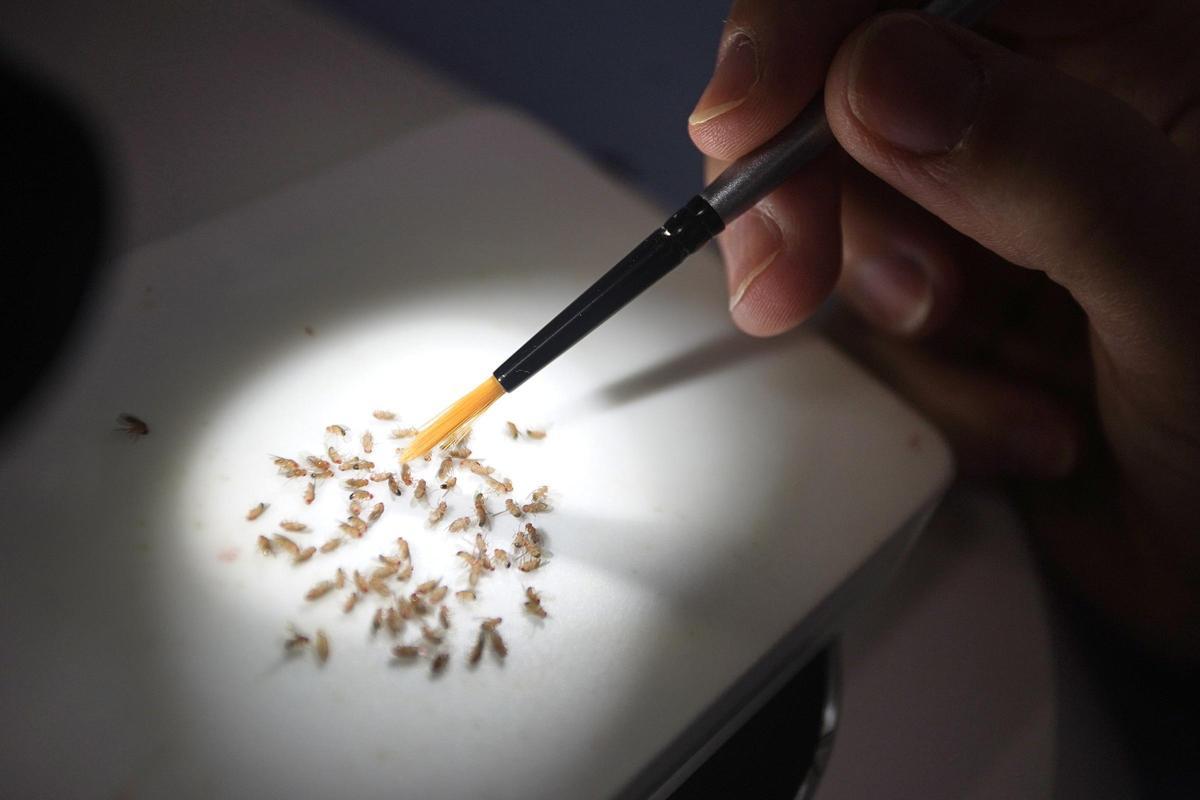 Pla detall, a través d’una lupa, de les moques del vinagre que estudien.