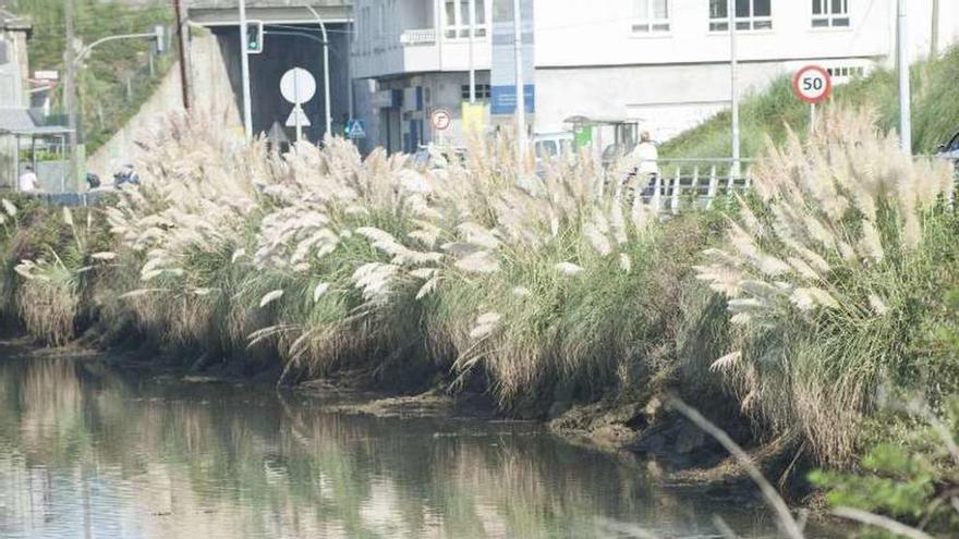 Plumachos en el río Mero, que desemboca en la ría de O Burgo.