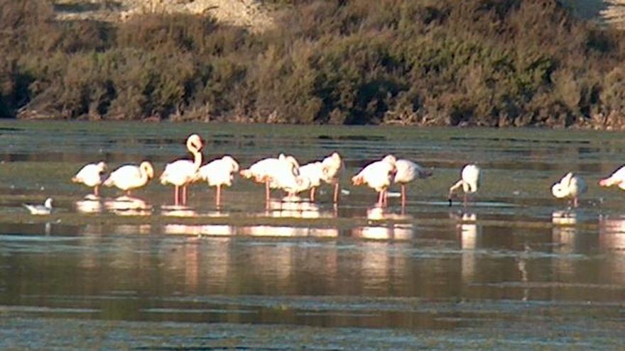 Flamencos todo el año en les Salines