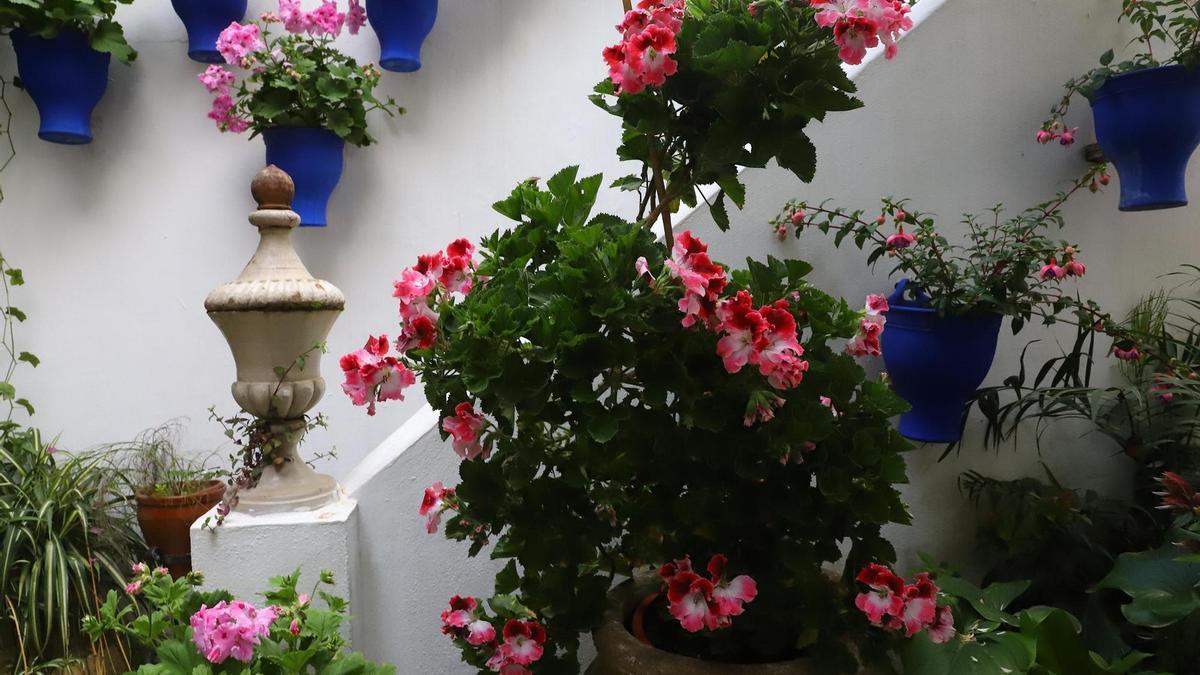 Plantas del patio Pastora 2.