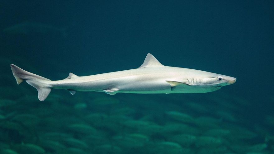 Descubren tiburones ‘drogados’ con cocaína y este es el motivo