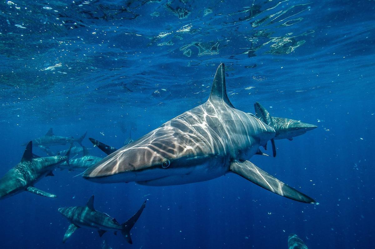 Grupo de tiburones