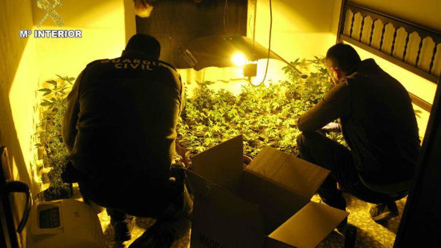 Los agentes inspeccionan las plantas de marihuana