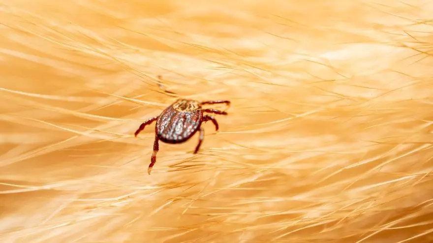 La enfermedad de Lyme, transmitida por garrapatas, se oculta en otras dolencias