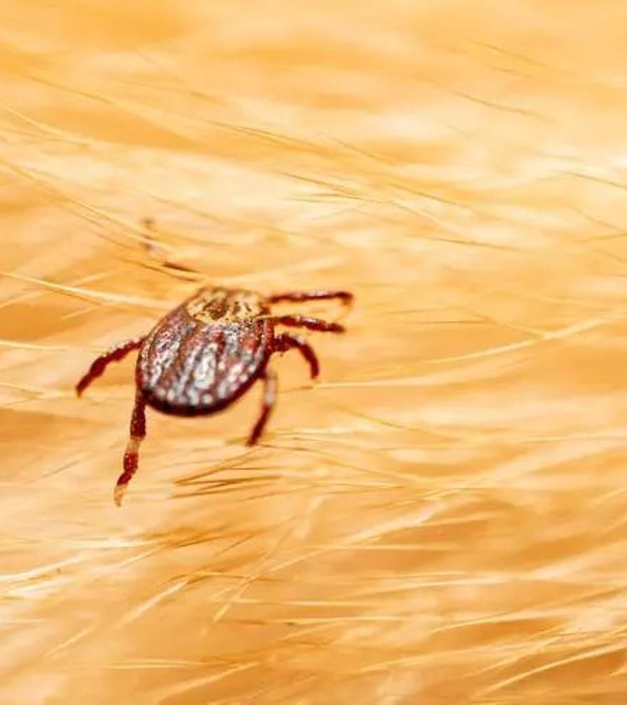 La enfermedad de Lyme, transmitida por garrapatas, se oculta en otras dolencias