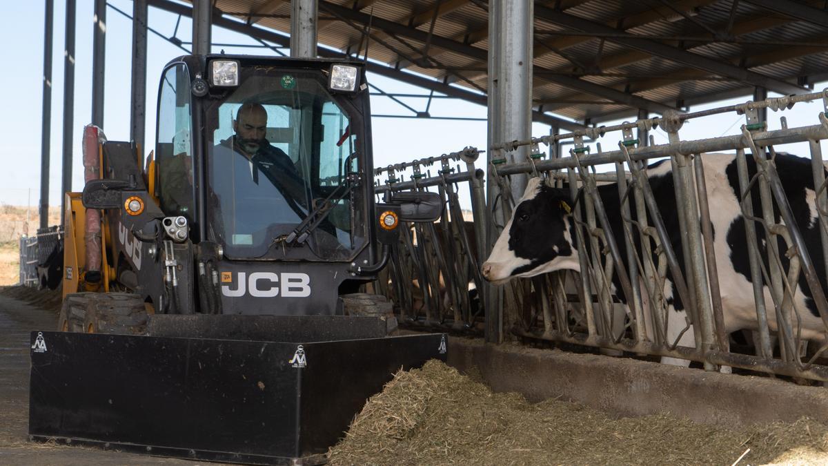 Jorge Hernández en la granja de vacas de leche de Monfarracinos