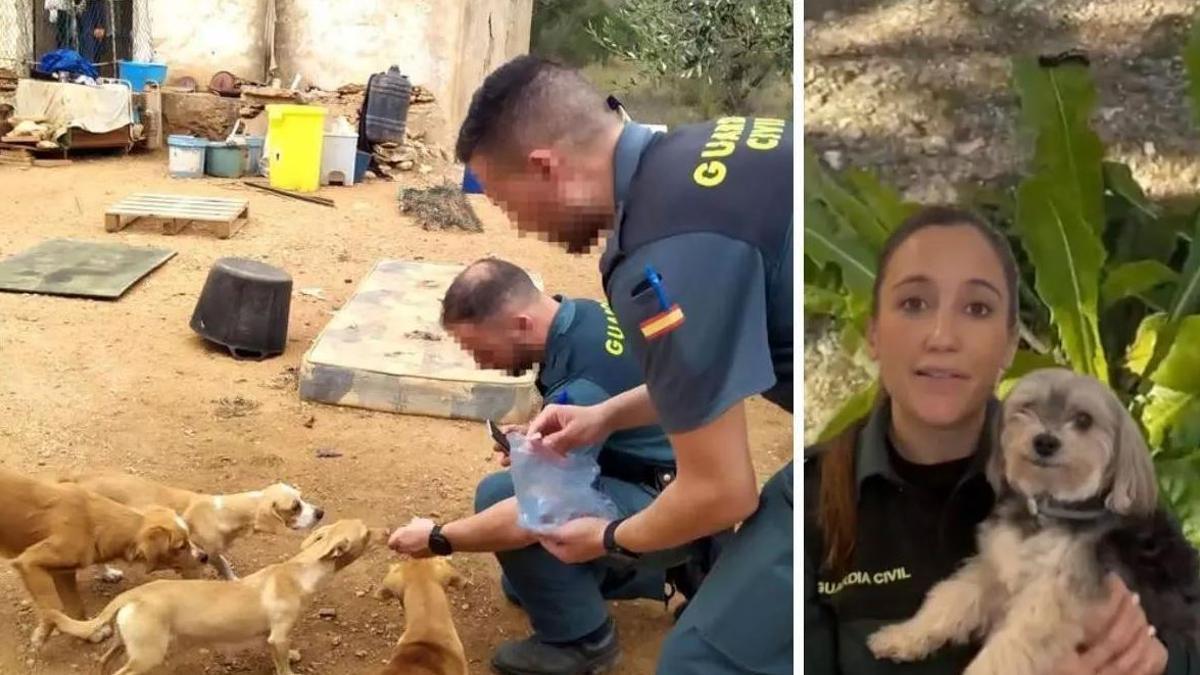 Alerta de la Guardia Civil por lo que está pasando con los perros: "Ten cuidado..."
