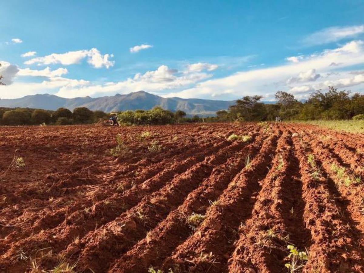 Proyecto Ubuntu, la huerta en el sur de África