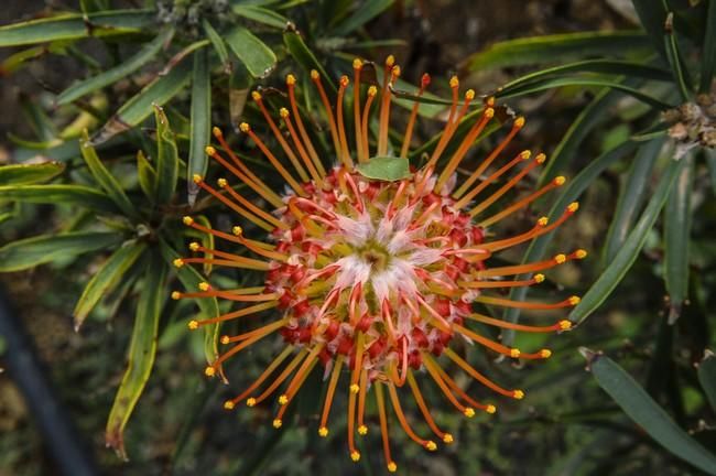 Visita a una plantacion de proteas een la Granja Agrícola del Cabildo. FOTOS: JC CASTRO