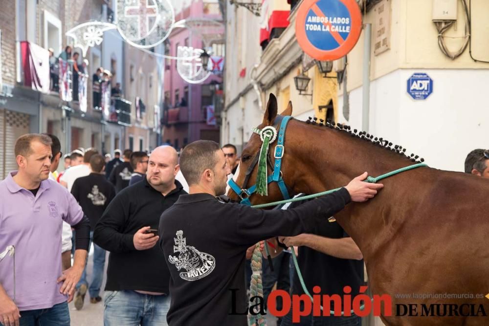 Caballo a pelo Caravaca (Desfile)