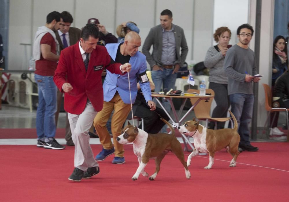 La Mascotada da brillo a Expocachorro