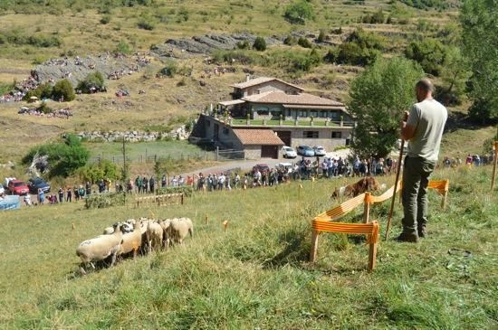 Concurs de gossos d''atura de Castellar de n''Hug