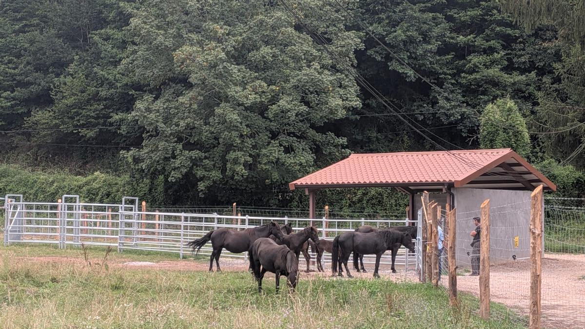 El centro de interpretación del caballo asturcón, en Infiesto.