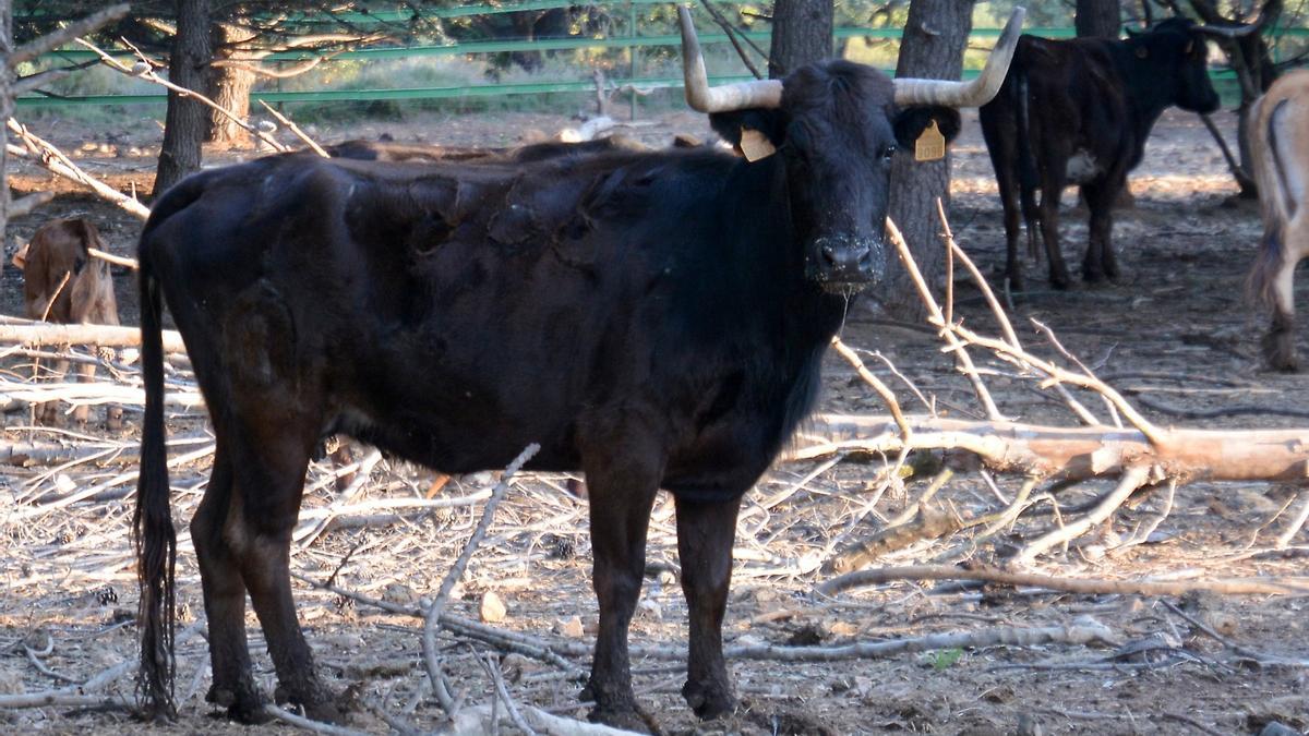 Naturaleza y plenitud: así viven los toros de la ganadería de Daniel Ramos