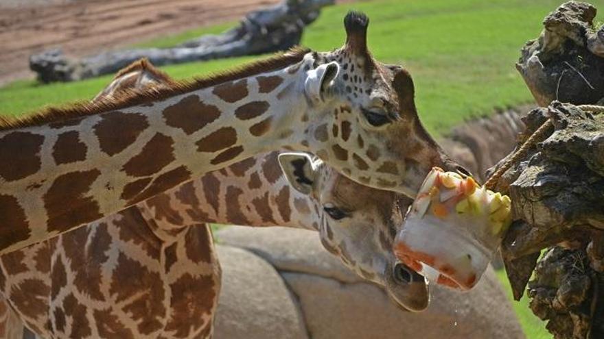 Jirafas refrescándose con un helado de frutas y verduras