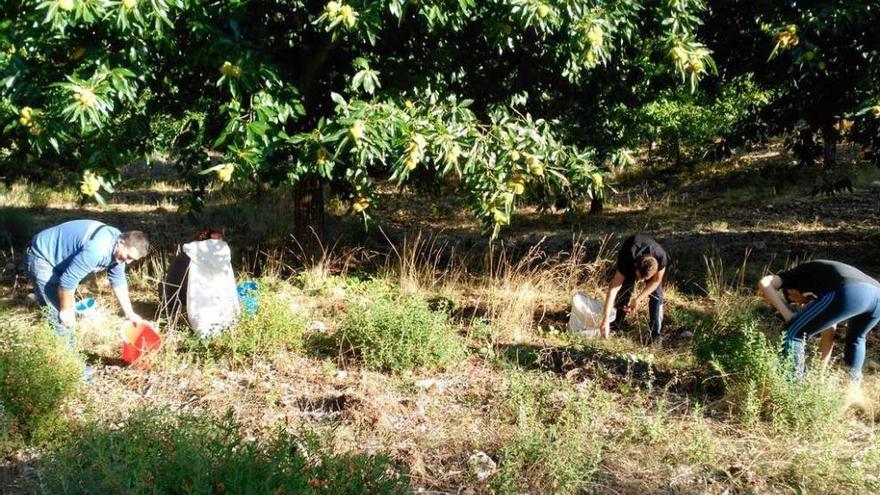 Recogida de castañas en un monte alistano. En el recuadro, Francisco Belver, alcalde de Samir.