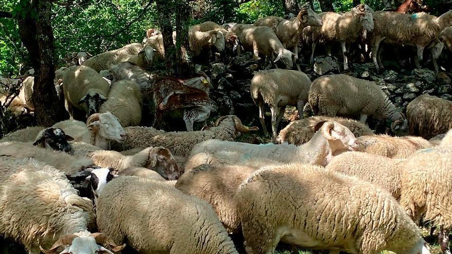 ‘Conexión a Tierra’ te cuenta cómo las ovejas cuidan el monte y quién es el pastor del futuro