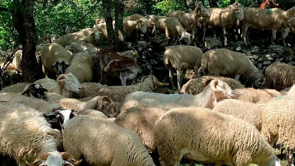 ‘Conexión a Tierra’ te cuenta cómo las ovejas cuidan el monte y quién es el pastor del futuro