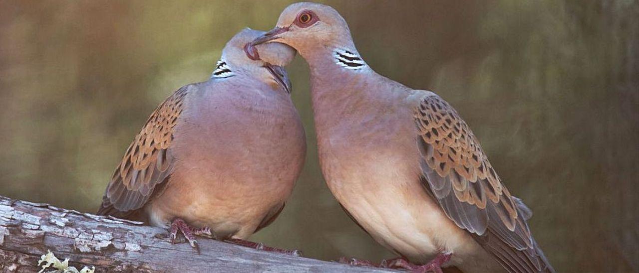 Una pareja de tórtolas realiza su particular cortejo de apareamiento.