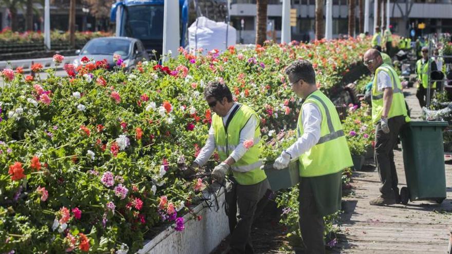 Nuevos geranios para el puente  de las Flores