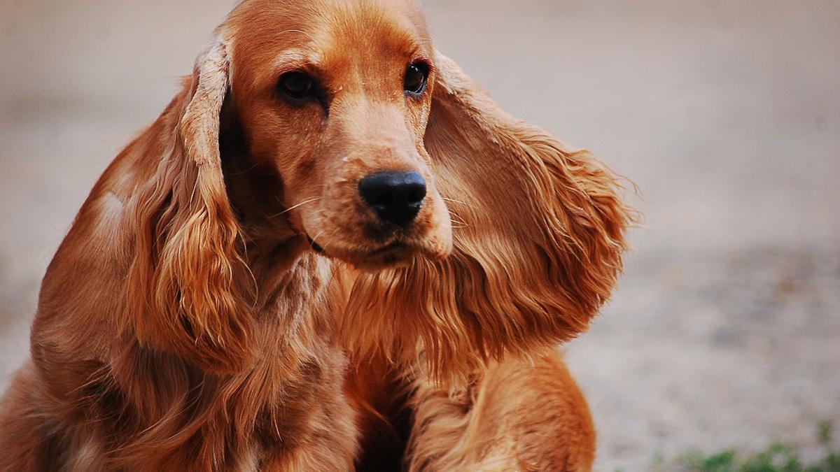 OTITIS EN PERROS | Mi perro siempre tiene problemas con las orejas