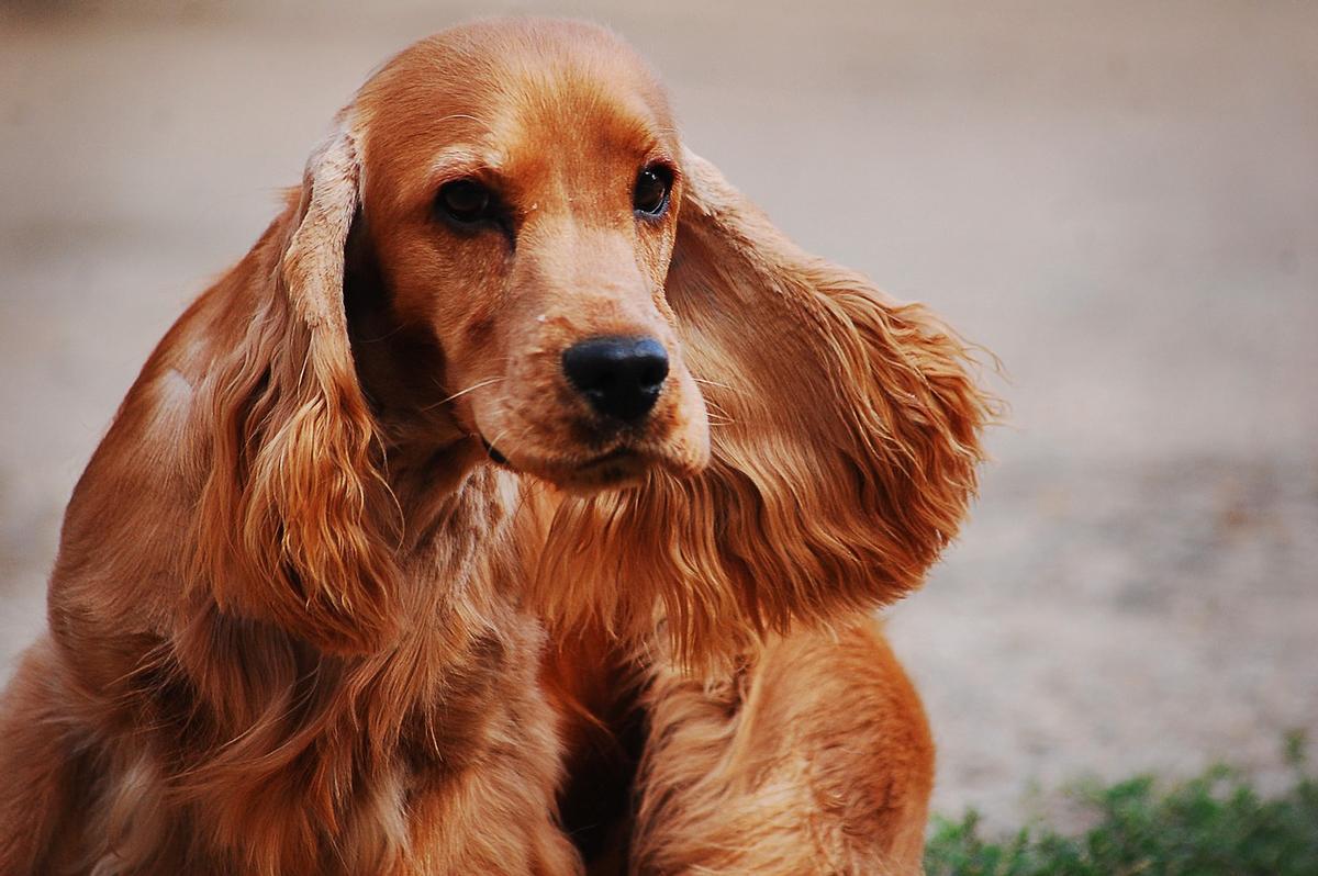 OTITIS EN PERROS | Mi perro siempre tiene problemas con las orejas
